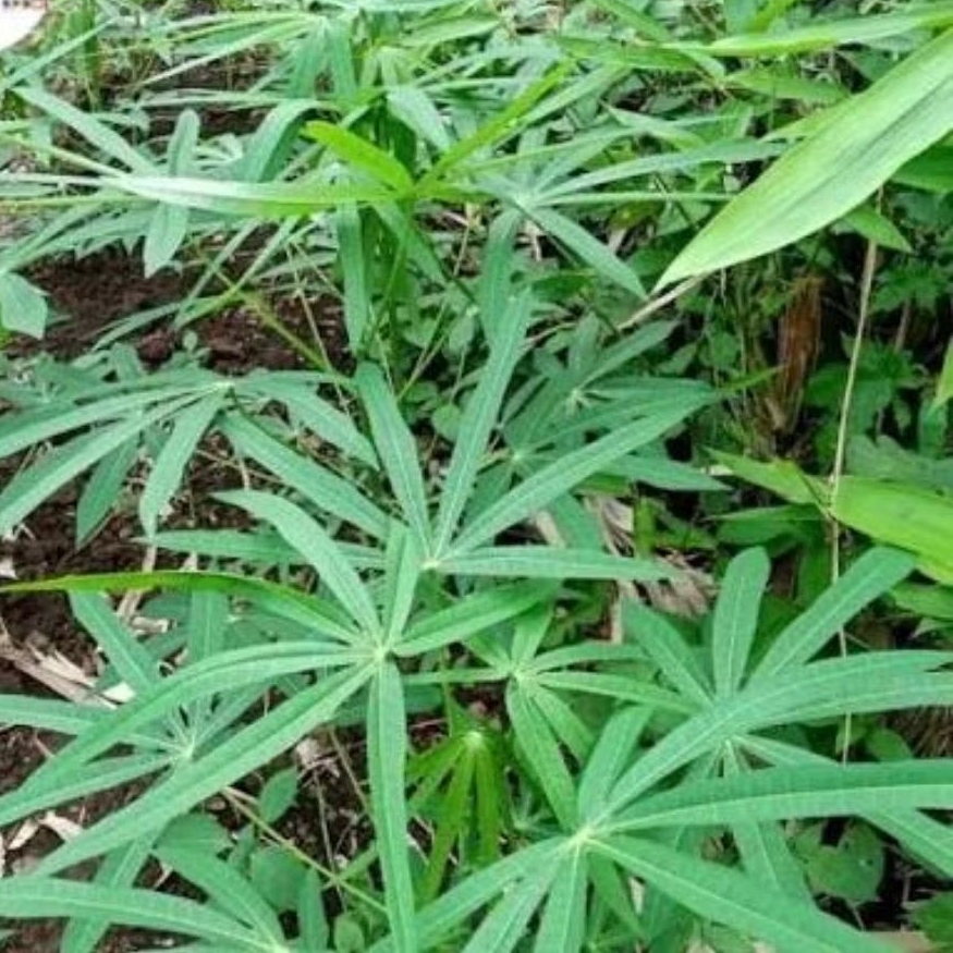 Bibit daun singkong jari sayuran perennial. Lebih enak dari daun singkong biasa.