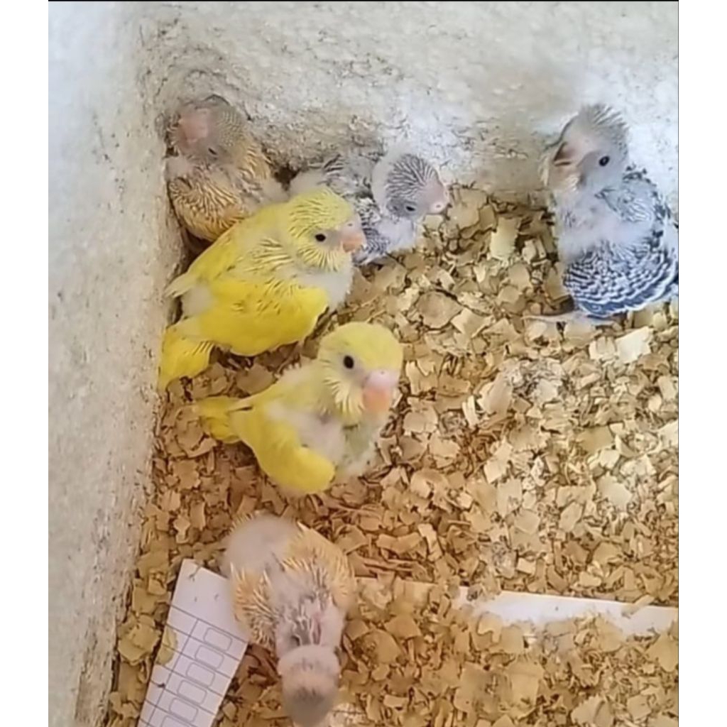 LOLOHAN BURUNG PARKIT