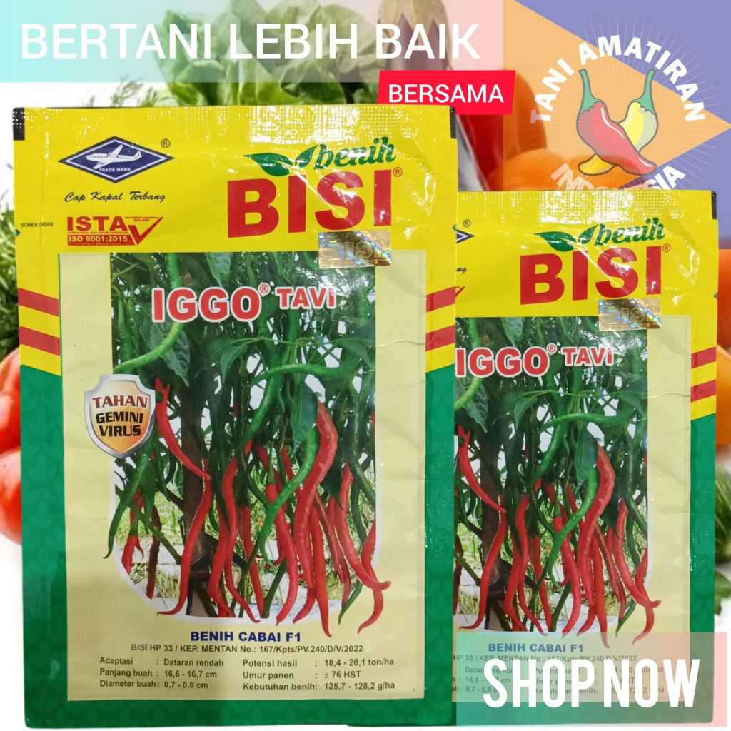 IGGO TAVI Benih Cabe Keriting Hibrida F1 Tahan Virus