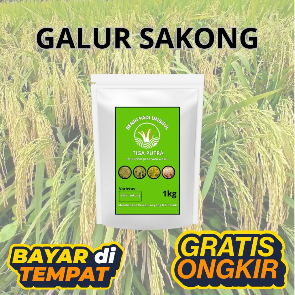 BENIH PADI GALUR SAKONG KUALITAS UNGGUL 10KG
