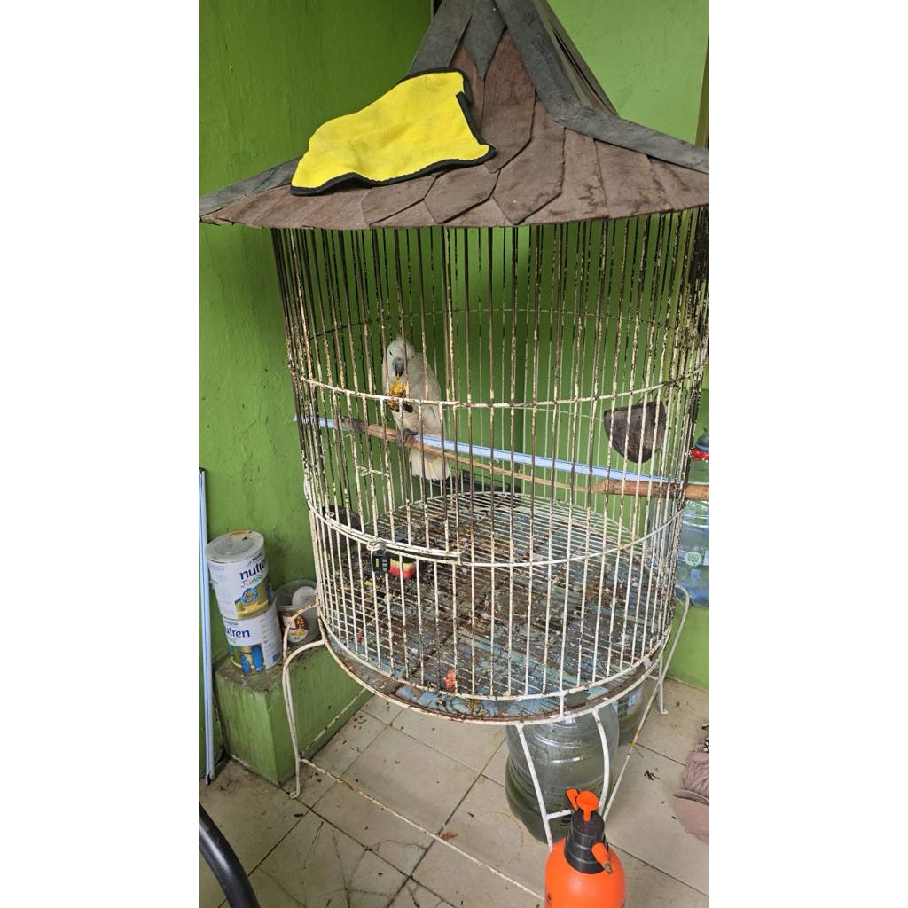 Kandang Burung Besi Preloved Bekas Kakatua