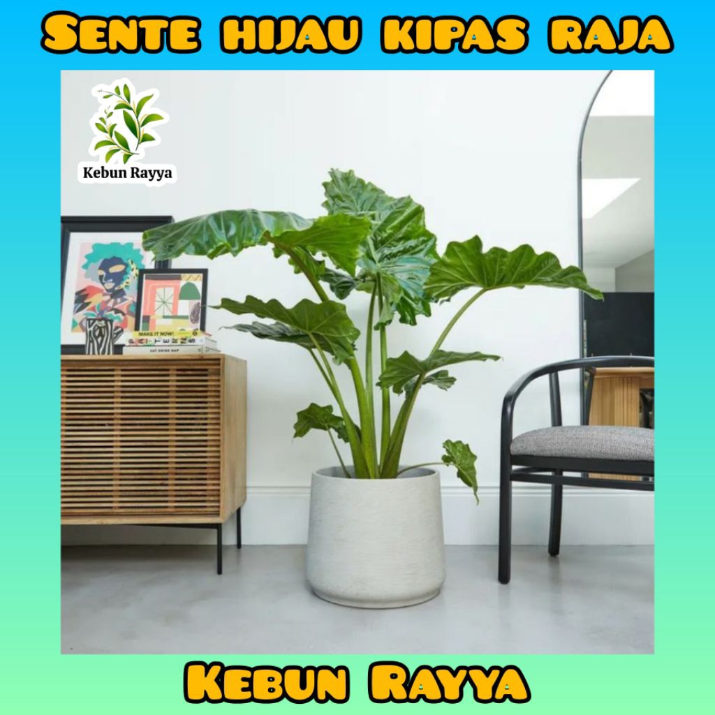 Bibit Tanaman Sente Hijau Jumbo Kuping Gajah Hijau Hidup Talas Hias