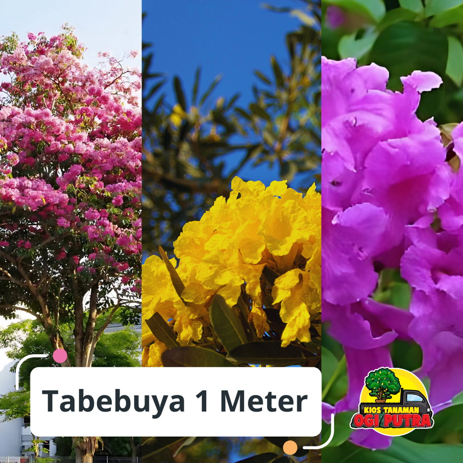 pohon tabebuya tinggi 1 meter