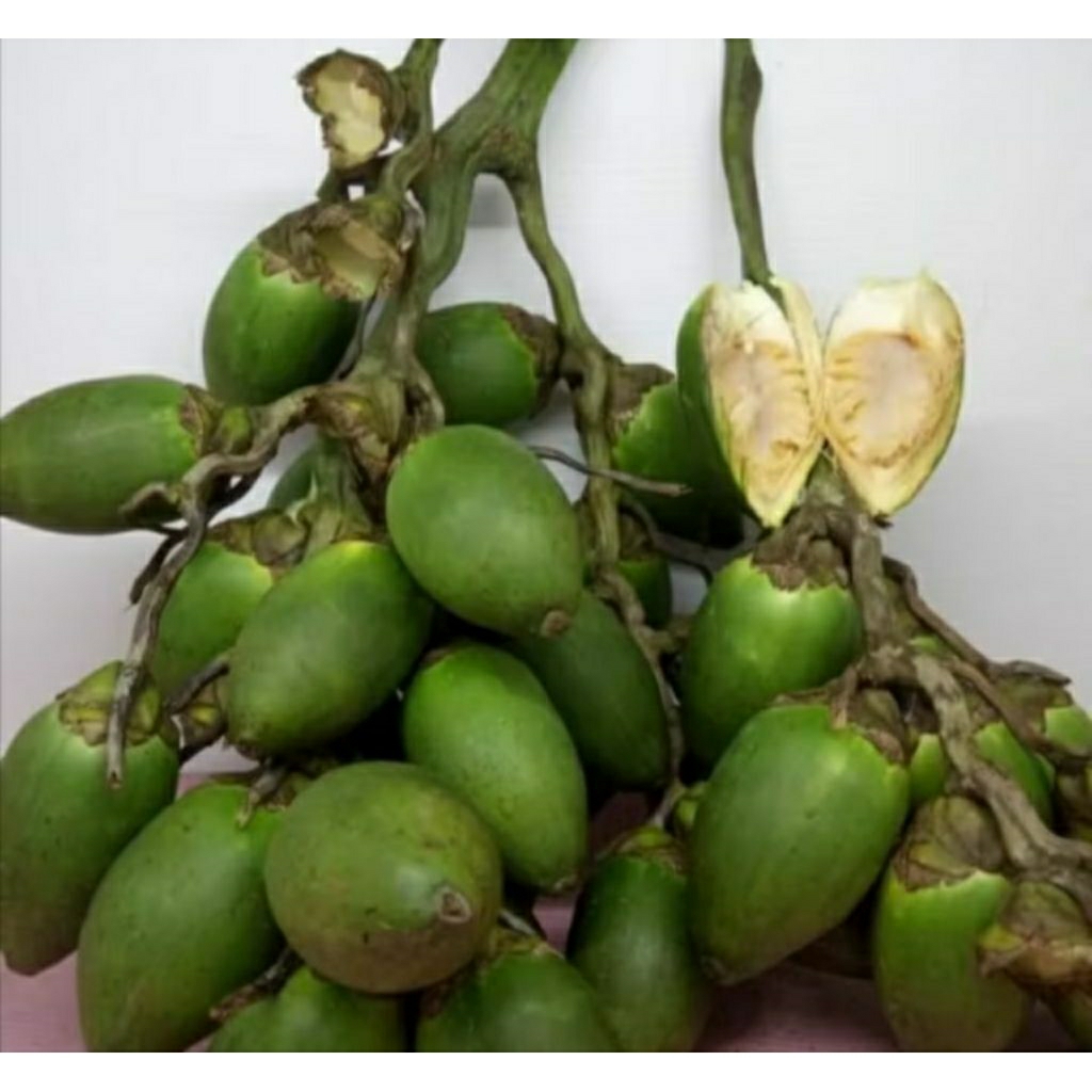 Pinang Muda obat herbal kuat di Ranjang 1000 gr