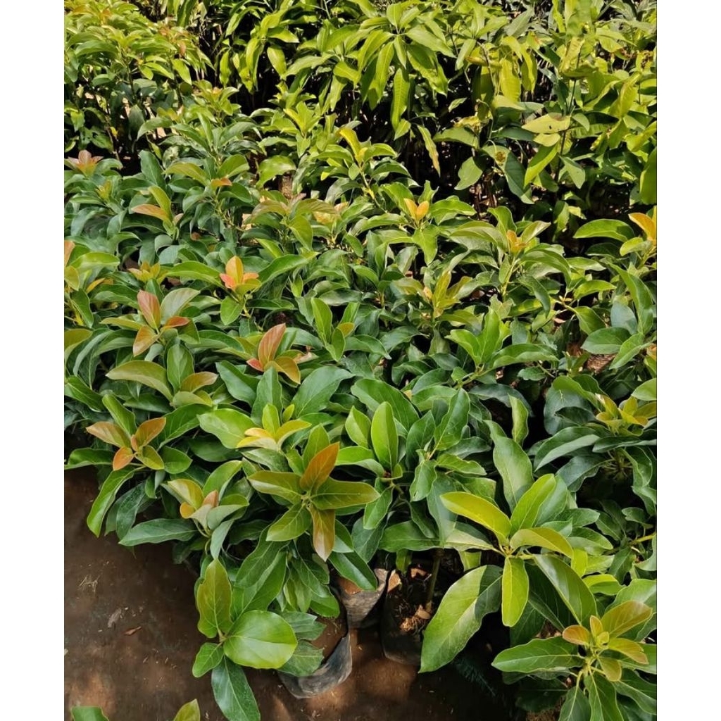 bibit alpukat aligatot,kendil,Miki dll