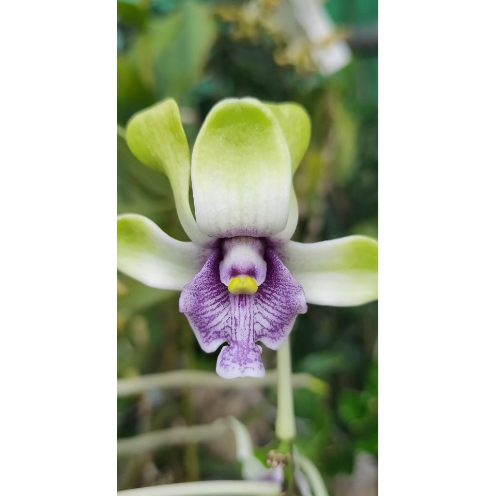 anggrek dendrobium Violaceoflavens x sibling anggrek besi