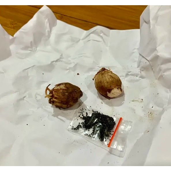 UMBI BUNGA TULIP MIX IMPORT / UMBI TULIP