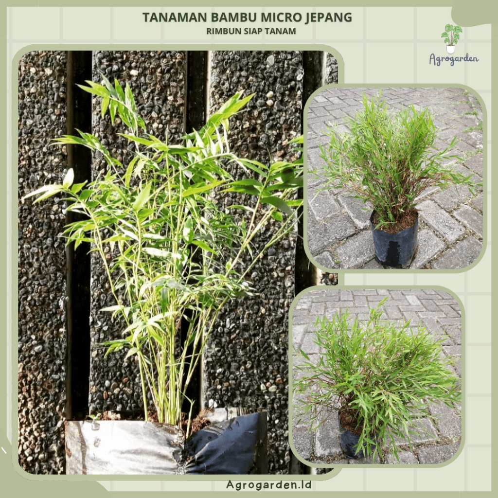 Tanaman Bambu Micro Jepang / Bambu Mini Jepang / Bambu Mikro -Bambu Jepang Micro- Bambu Jepang Mini