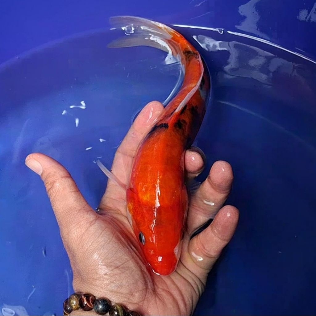 Ikan Koi Blitar Jenis Showa / Rumah Koi Jakarta / kode 0036