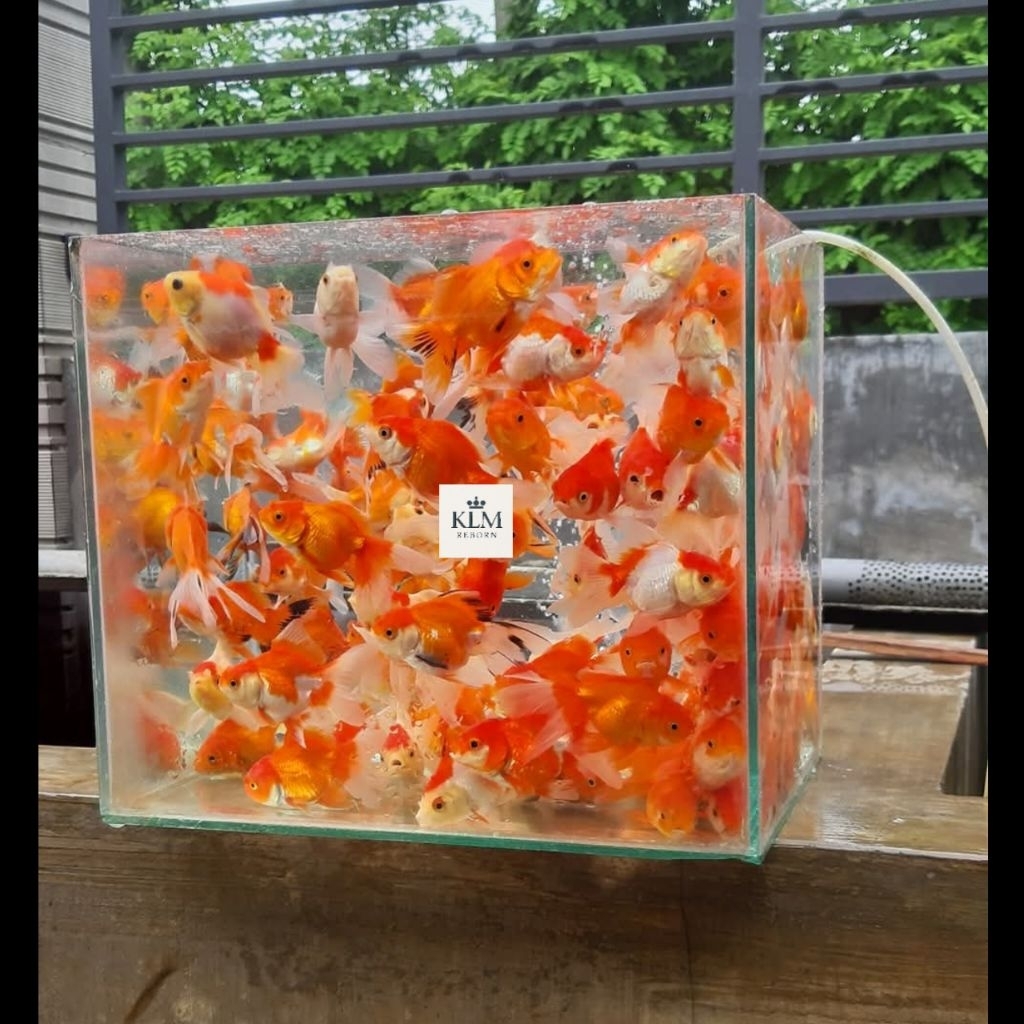 paket 4rancu RW merah putih