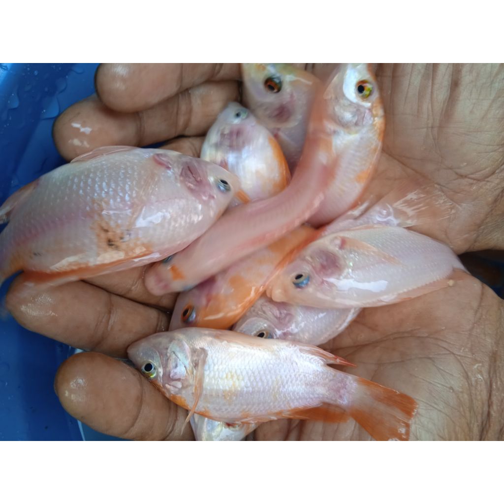 benih ikan nila merah bangkok ukuran 2jari-2jari setengah per kilo