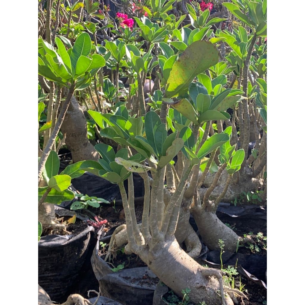 Adenium Kamboja Jepang Bonggol Besar – Tanaman Hias Unik dan Kokoh Siap Hias Taman Rumah