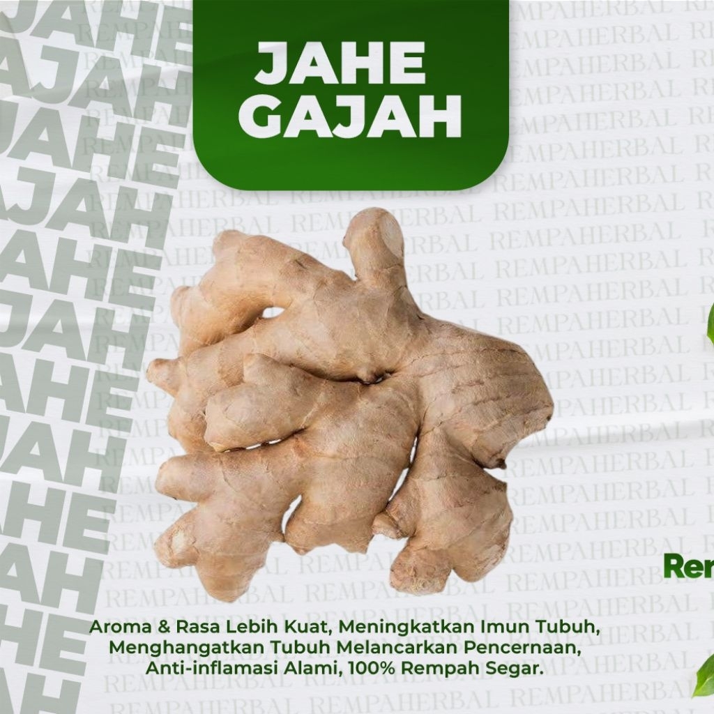 Jahe Putih - Jahe Gajah Super Jumbo 1 Kg 1Kg Segar Fresh Muda Tua - JAHE TUA