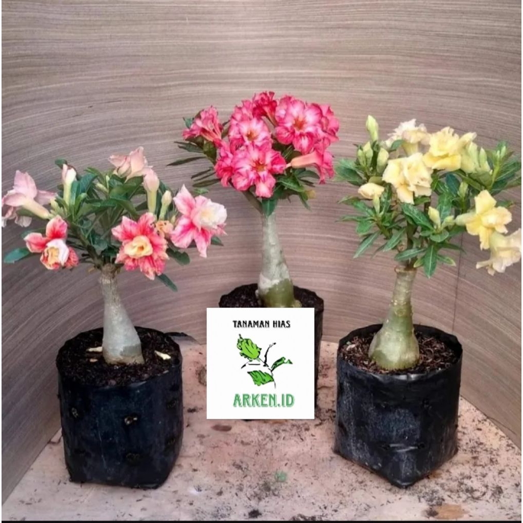 ADENIUM BUNGA TUMPUK SIZE A