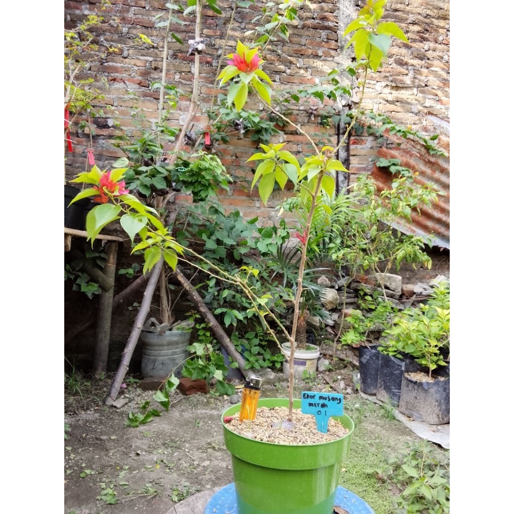 BUGENVIL EKOR MUSANG MERAH 01