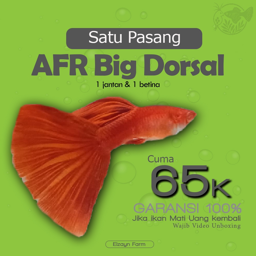 Guppy Afr (albino full red) grade A