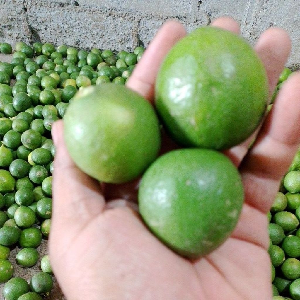 jeruk nipis superan 1kg