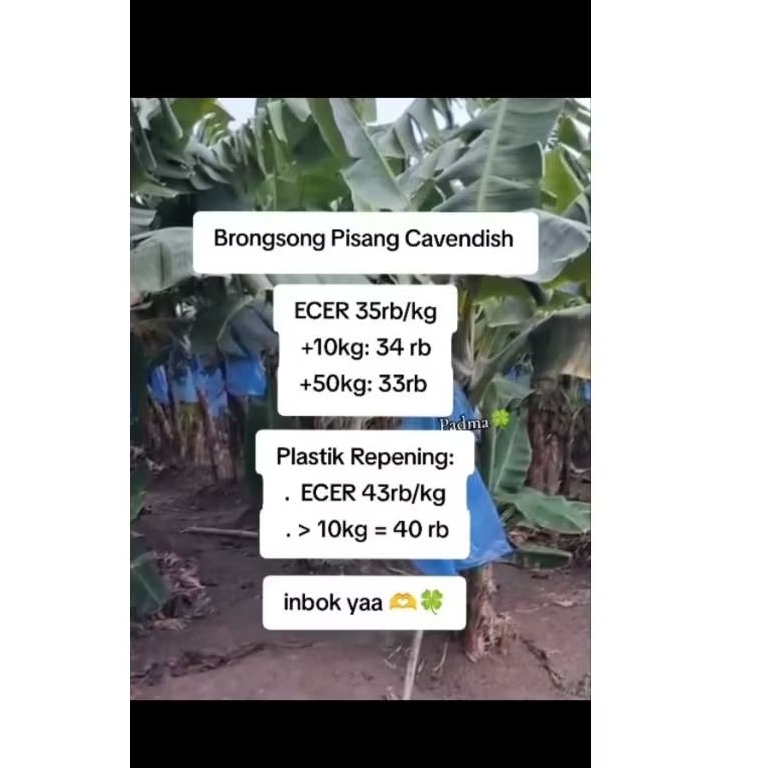 PLASTIK BRONGSONG PISANG CAVENDISH Tidak Berlubang