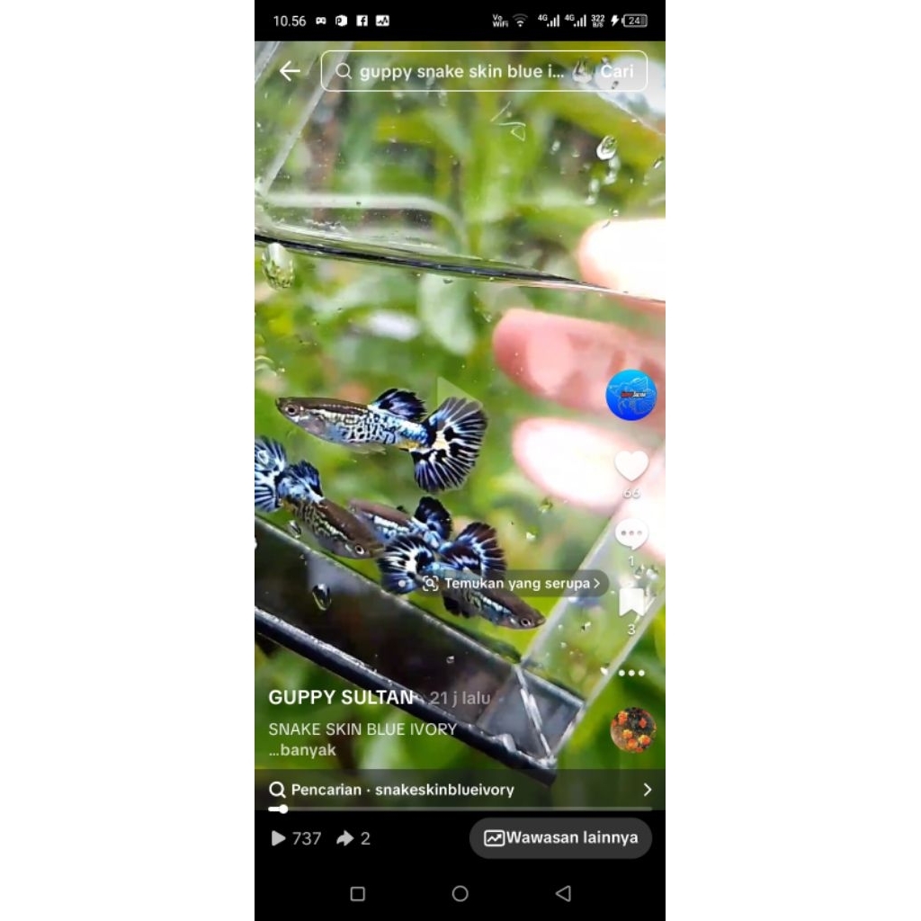 HIASAN AKUARIUM ( GUPPY SNAKE SKIN BLUE IVORY  SEPASANG  PASANG )