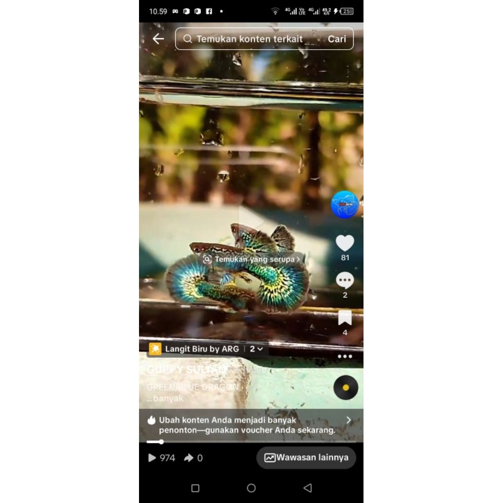 HIASAN AQUARIUM ( GUPPY GREEN BLUE DRAGON SEPASANG   )