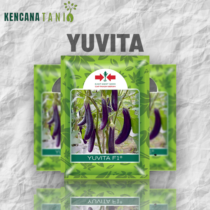 Benih Terong Yuvita F1 Anti Virus