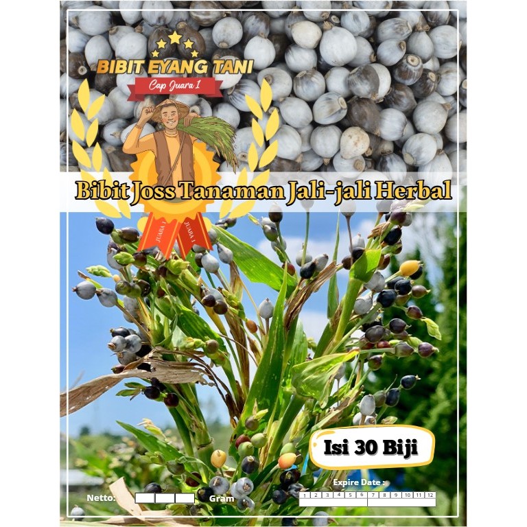 Bibit Joss Tanaman Jali-jalo Herbal | Biji Benih jali-jali | Hanjeli