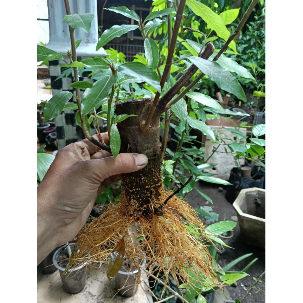 Bonsai LOA, murbei, bahan, Bougenville kebun kertas, prokar, sianci, waru, ileng, Cemara, santigi, m