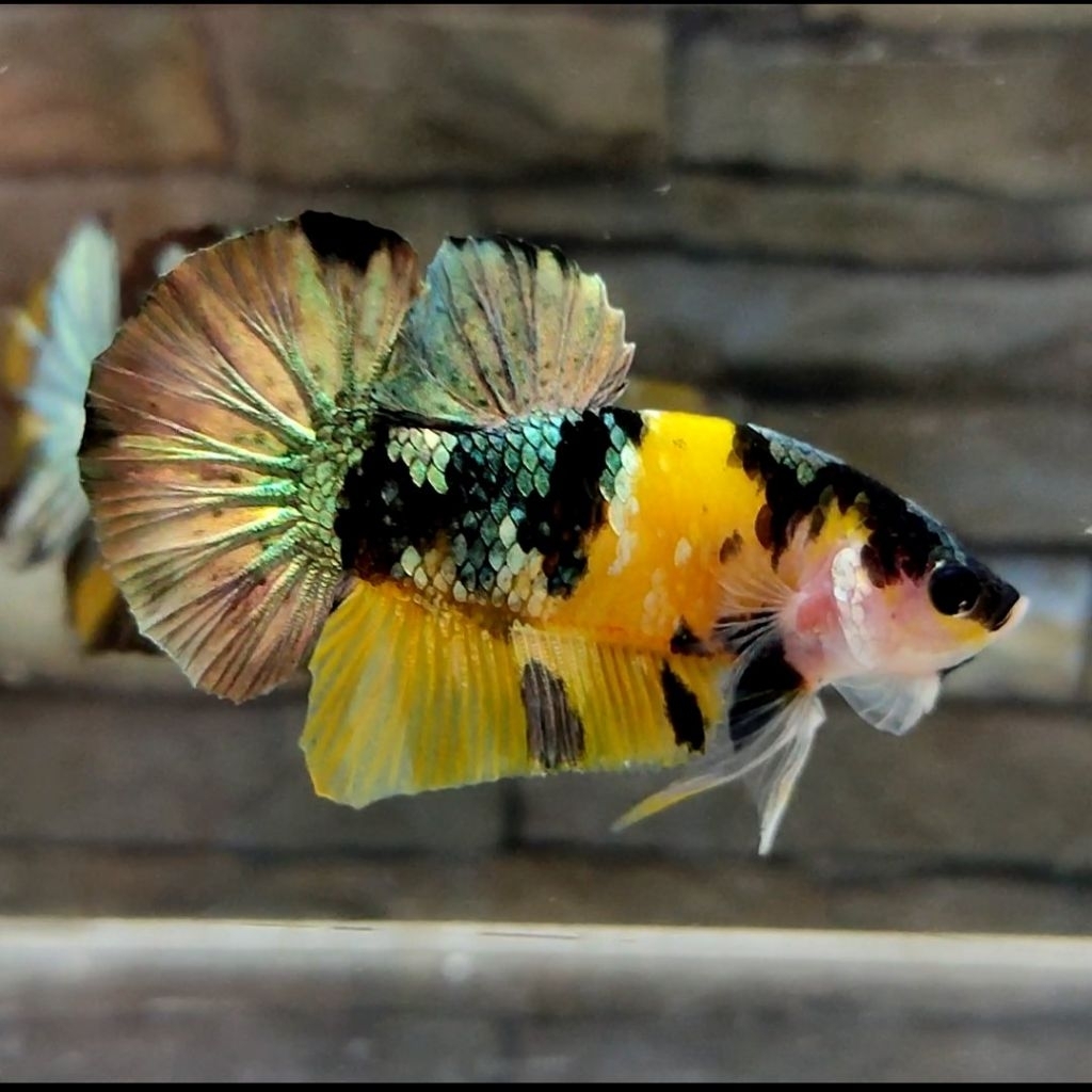 ikan cupang yellow koi copper jantan & betina siap pakai 1 pasang