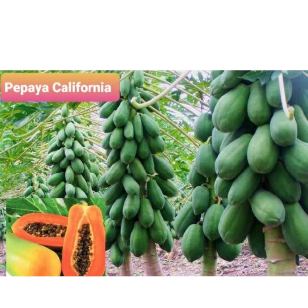 bibit pepaya kalifornia