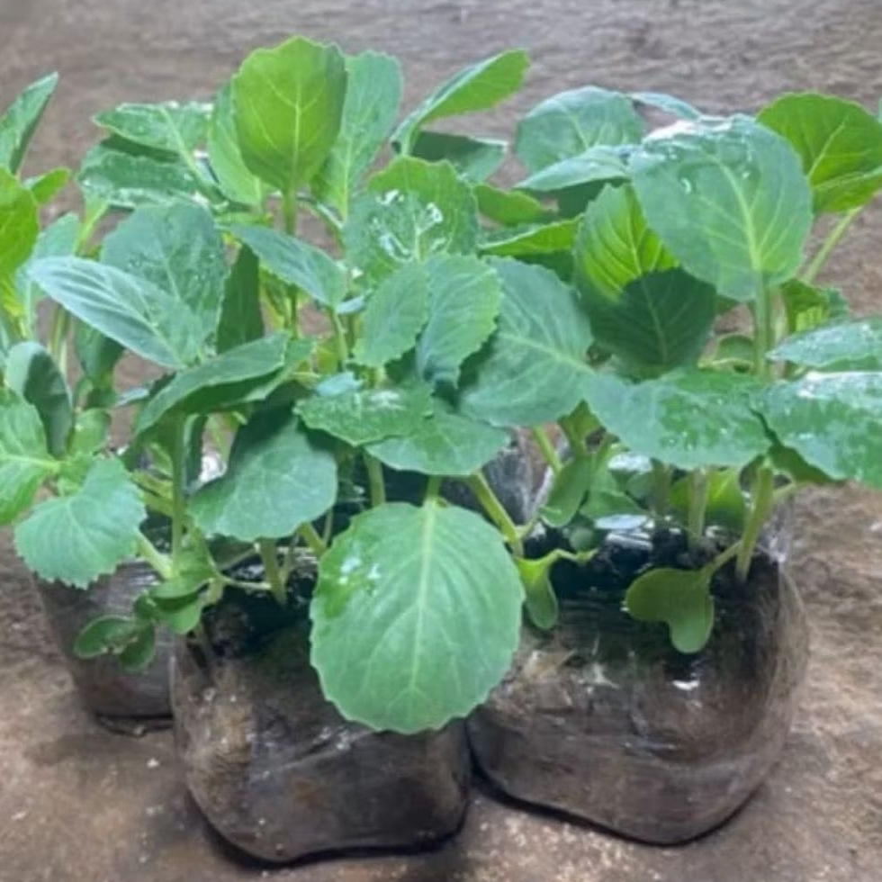 Paket 50 Pohon Bibit Brokoli Hijau Siap Tanam - Bibit Tanaman Hidup