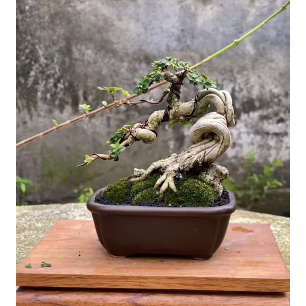 Bonsai Sancang Split Trunk Hidup