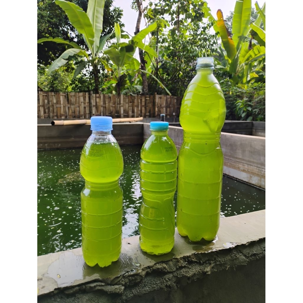 Green Water Phytoplankton Starter/Pakan Daphnia Magna/Kutu Air