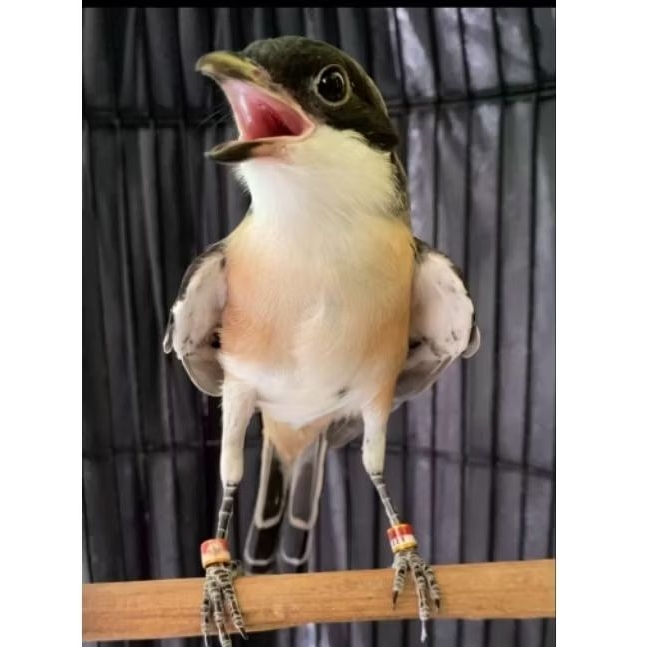 ANAKAN CENDET MADURA SAPUDI DOBEL RING FULLSET