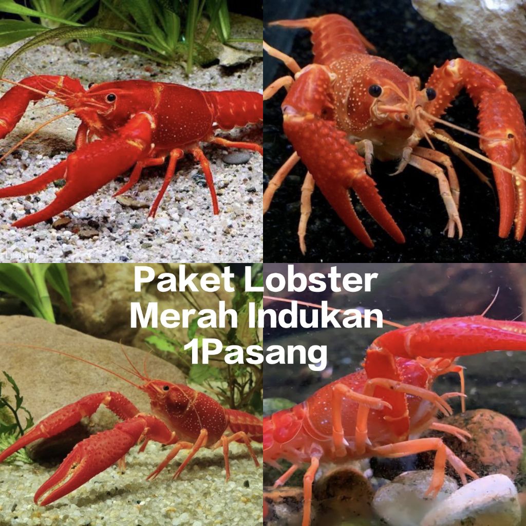 Hiasan Aquarium Lobster Merah Paket Indukan 1 Pasang Dewasa,Cocok Di Jadikan Hiasan Aquarium.