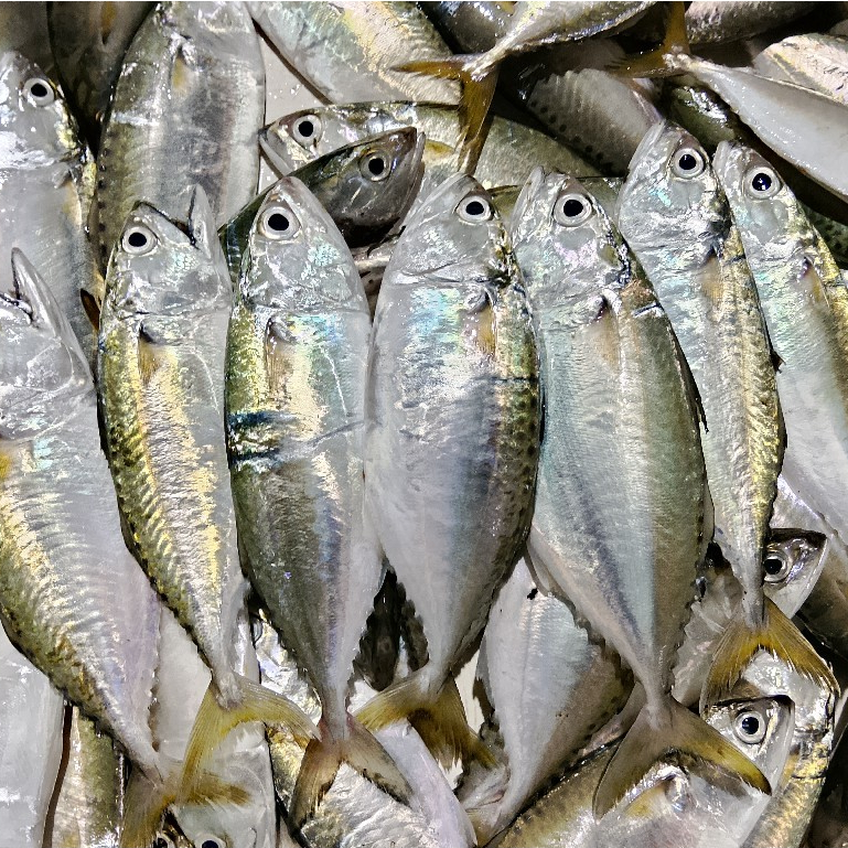 Ikan Kembung 1Kg Ikan Kembung Segar Ikan Kembung Gepeng Seafood Ikan Laut Ikan Segar