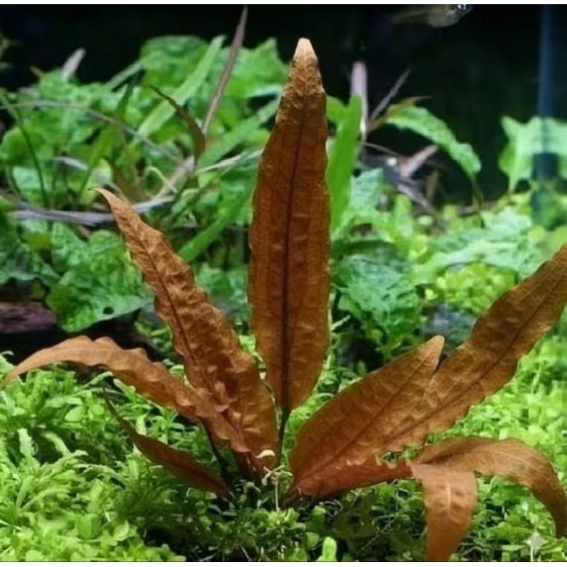 Cryptocoryne Flamingo - Tanaman Aquascape