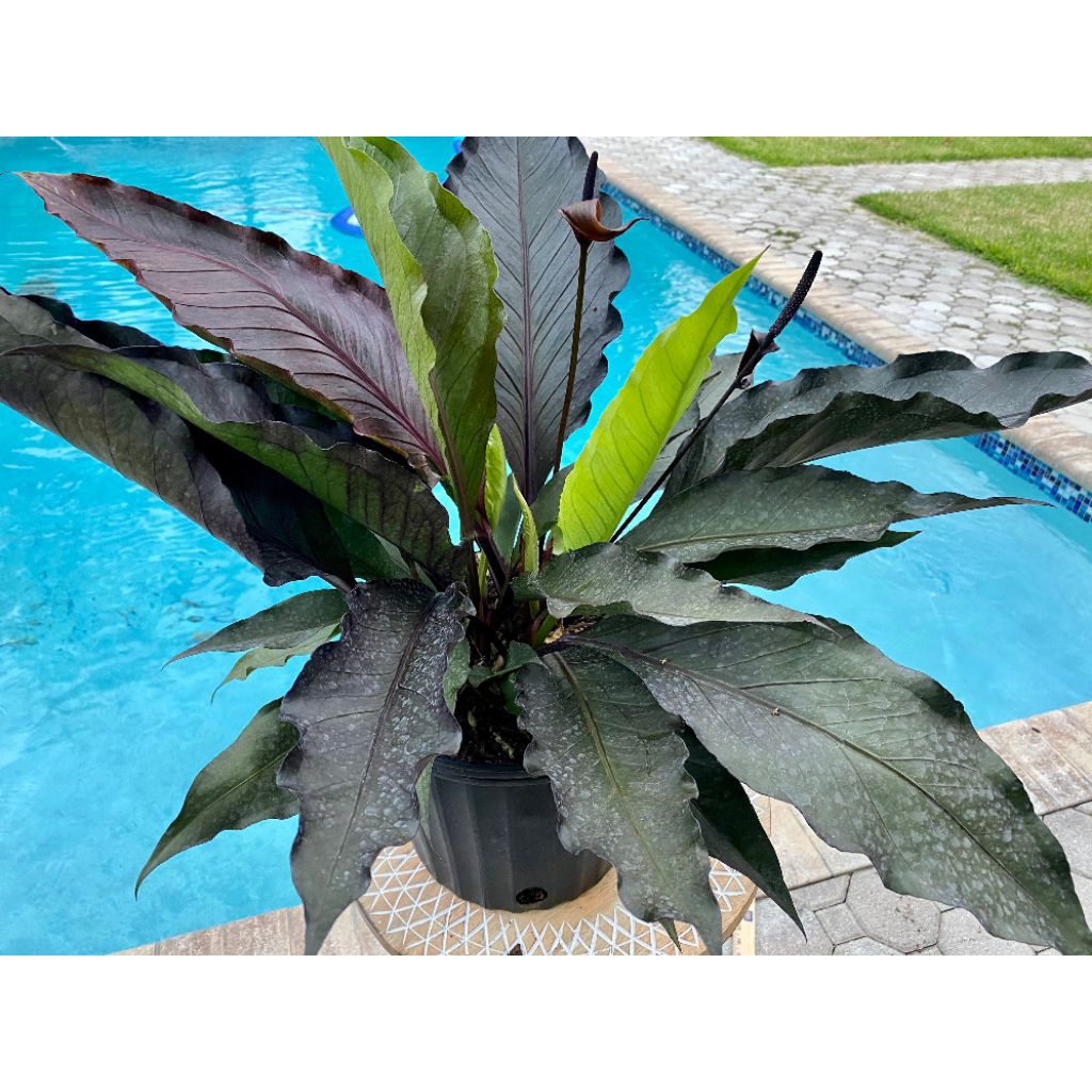 Tanaman Hias Exotic Anthurium Jumbo Hybrida Black Dragon Asal Amerika Selatan Include Pot Plastik Ae