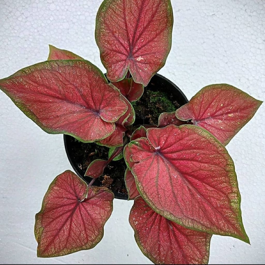 keladi jaguar/keladi Right of Thai/keladi merah/tanaman caladium