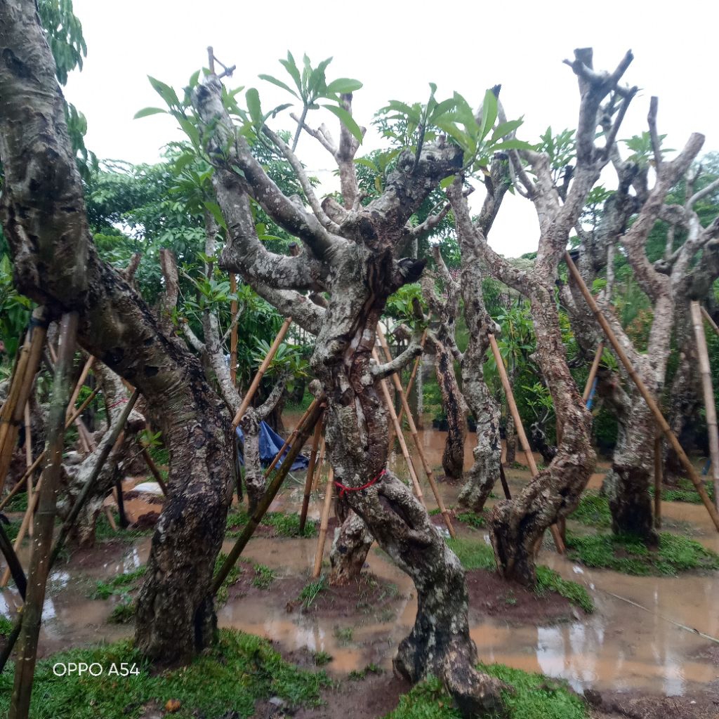 pohon kamboja posil - pohon kamboja - pohon posil - pohon posil