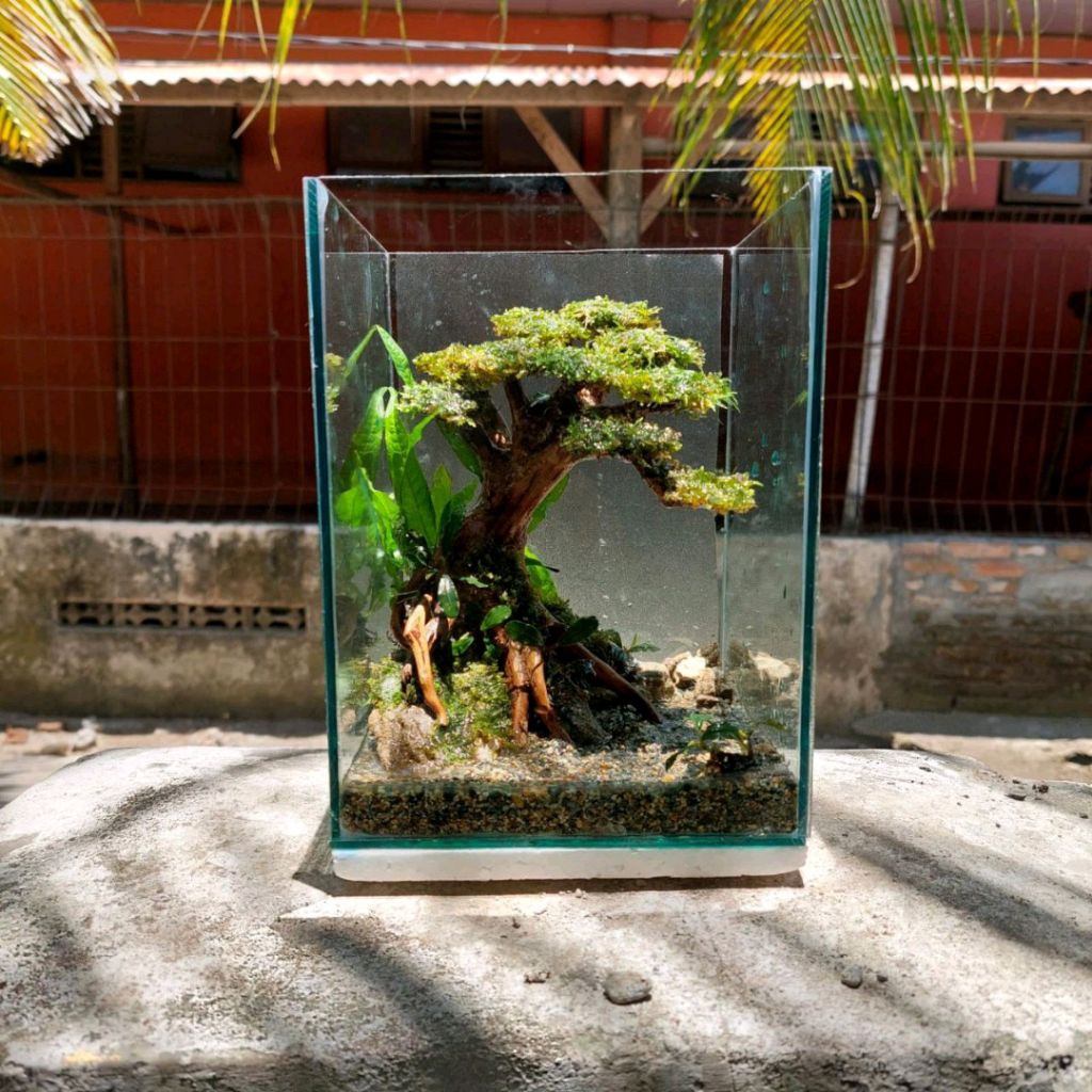 Aquascape Fullset Mini ukuran 15*15*20 cm soliter cupang aquarium kaca