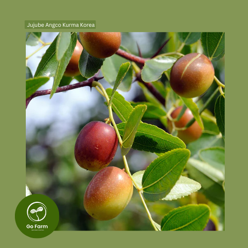 Benih Bibit  Jujube Angco Kurma Korea 5 Biji