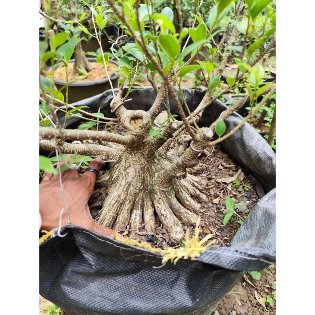 bahan bonsai kimeng prokar