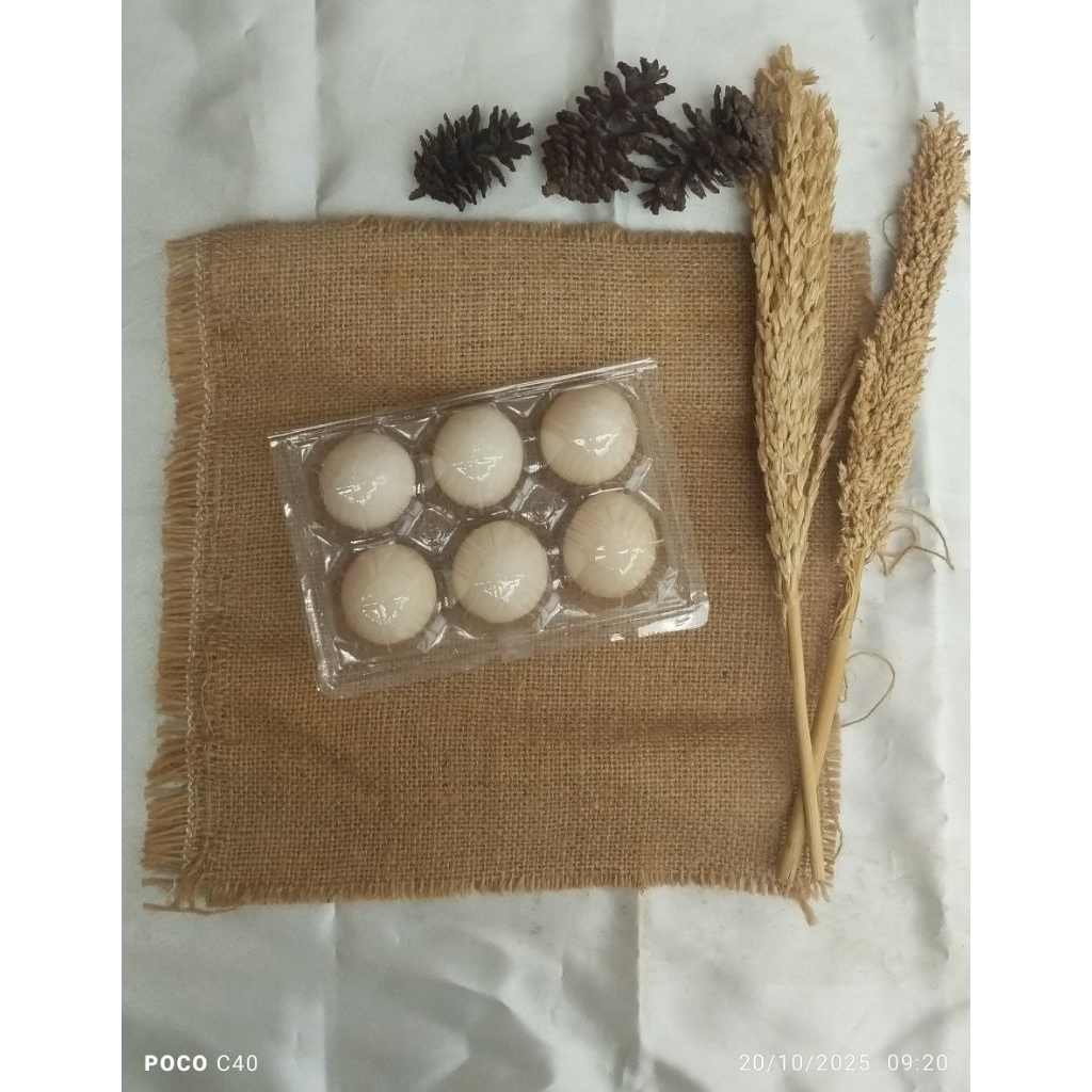 Telur ayam kampung elba fertil