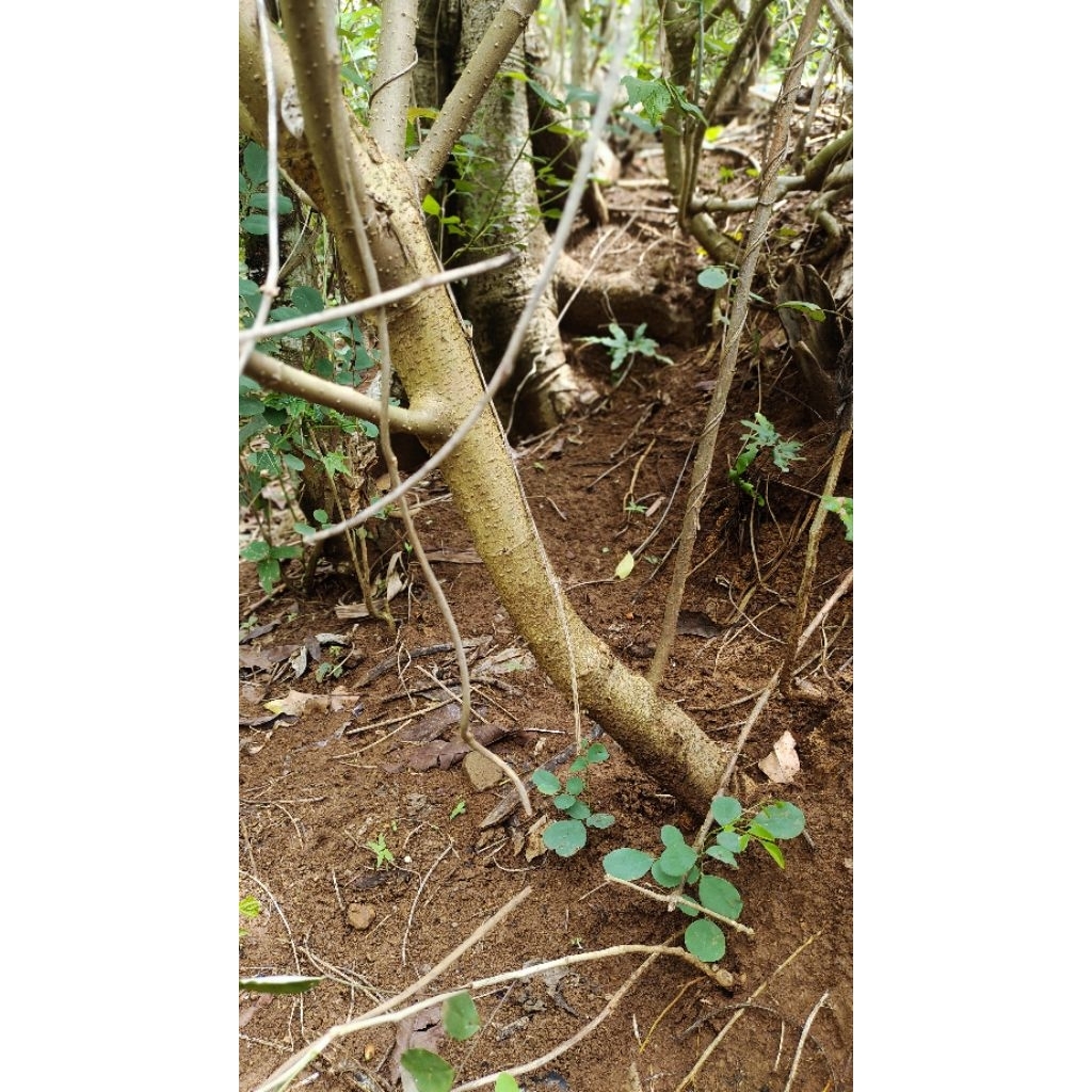 dongkelan murbei realpic sesuai dengan tinggi 80/90cm