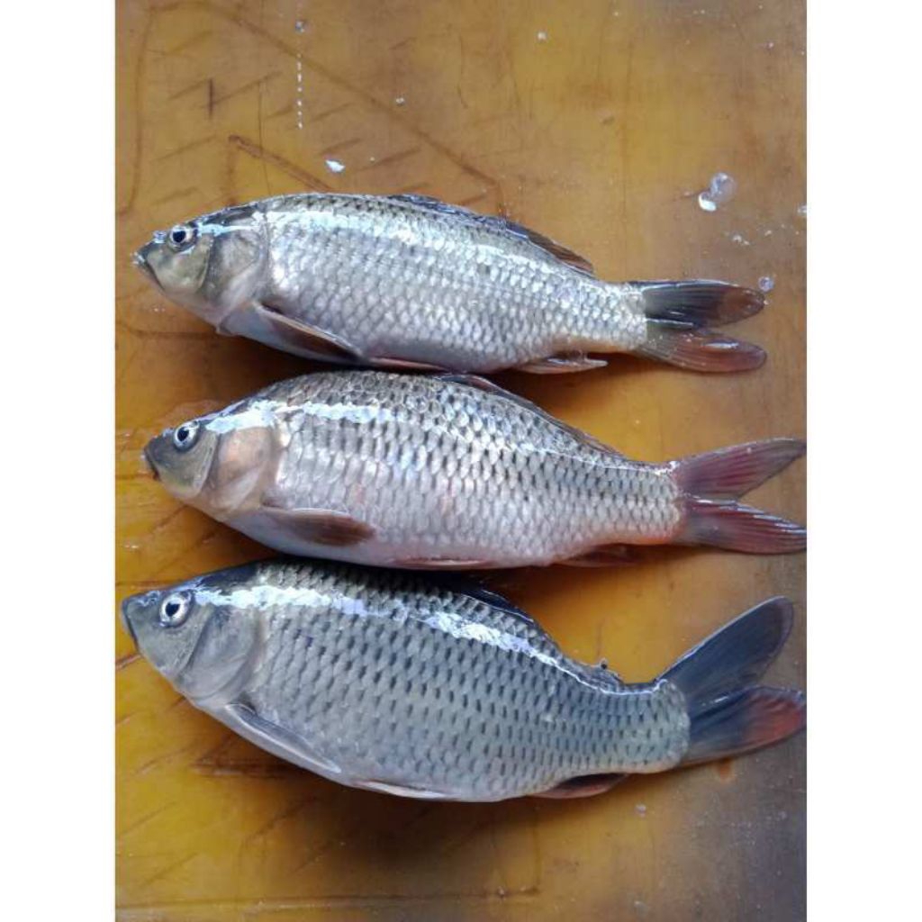 ikan mas hidup