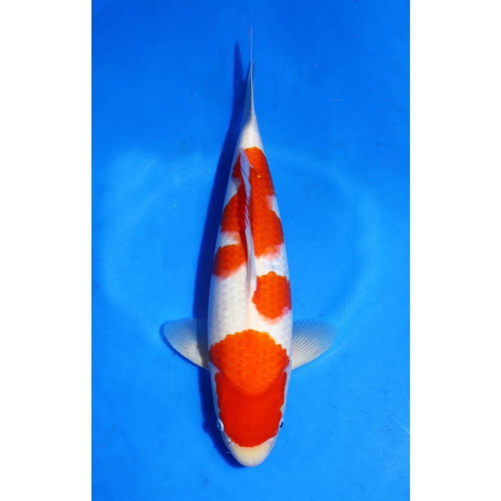 Koi Import Kohaku Nogami Koi Farm Size 38 cm