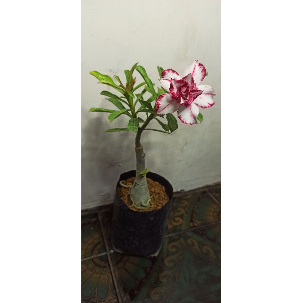 Adenium ID Ferarri Sudah Berbunga - Bunga Tumpuk