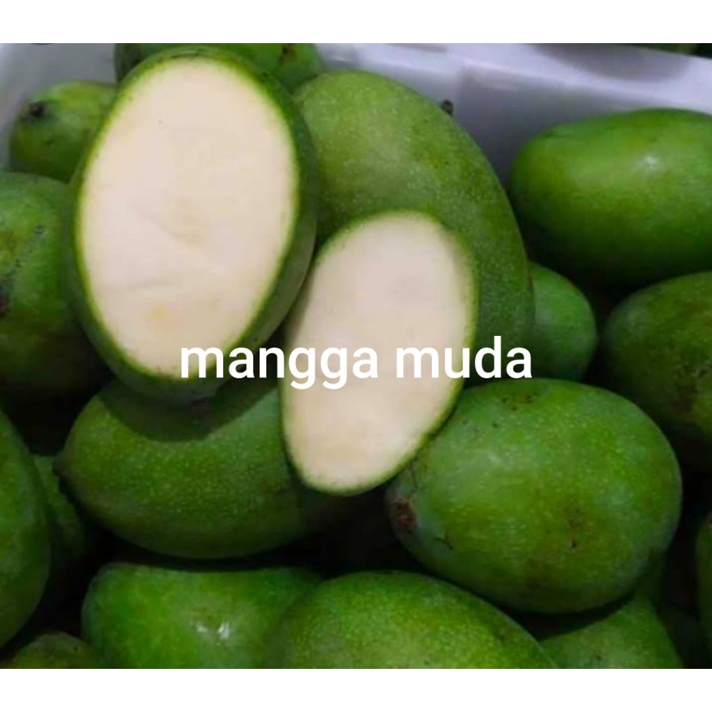 BUAH MANGGA MUDA 1 KG / MANGGA RUJAK
