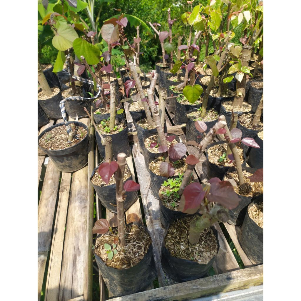 bahan bonsai waru super red - bahan bonsai waru merah