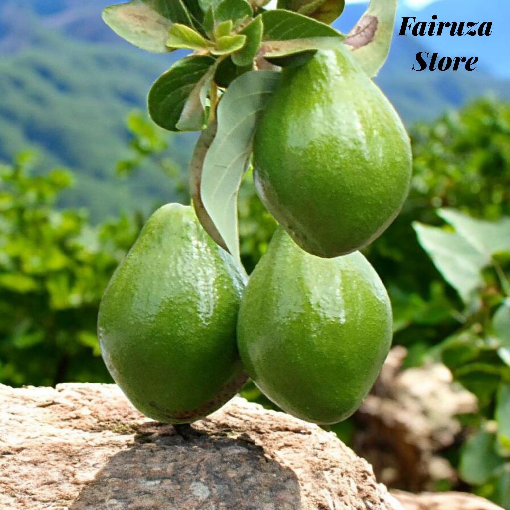 Alpukat Mentega 1 Kg